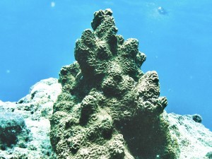 A Single Brain Coral, Surrounded by Dead Coral