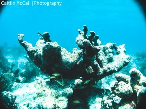 A recently killed Elkhorn Coral on the Florida Keys Barrier Reef.