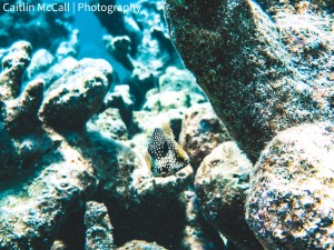 A smooth trunkfish (Lactophrys triqueter) surrounded by dead pillar coral.