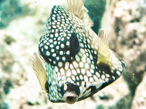 A Trunkfish, Swimming Through Dead Coral