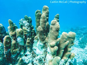 A lone patch of pillar coral, once plentiful on the reef, is now known as a 'unicorn'.