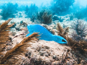 A blue parrotfish swims through a reef, reduced to rubble.