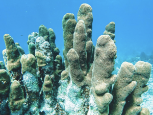 Pillar Coral, Now Hardly Seen on the Florida Reef