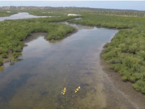 Mangroves in Mozambique