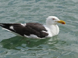 A seabird thanking us!