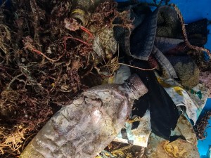 Marind debris from Lighthouse