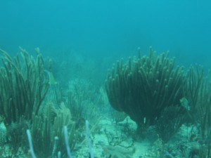 Jardines Reef