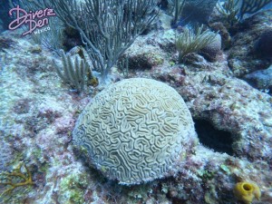 Beautiful brain coral on the reef