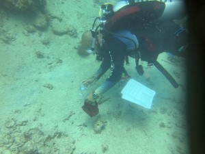 Diver collecting waste