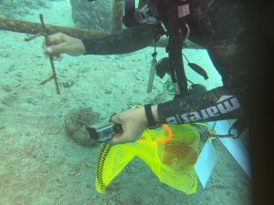  Diver collecting waste