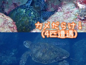 ウミガメ暮らすビーチでゴミ回収