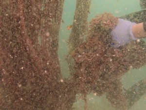 Ghost net stuck underwater in Mussandam