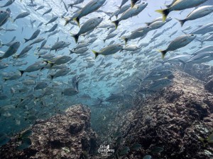 Rich Coast Diving - Playas del Coco Beach CleanUp 11 June 2023