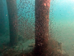 Schooling Fish near Ghost nets