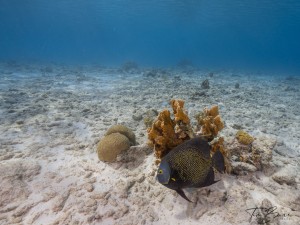 Angel Fish with Elkhorn Coral