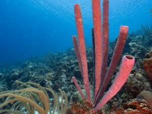 Bonaire Tube Sponges