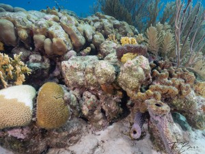 Bonaire Hard Corals