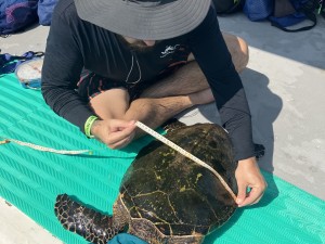 Turtle tagging and measurements