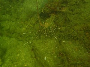 2024 Dive Against Debris™~ the 2nd Hit & Coral Restoration 