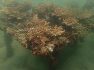 2024 Dive Against Debris™~ the 2nd Hit & Coral Restoration 