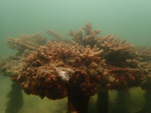 2024 Dive Against Debris™~ the 2nd Hit & Coral Restoration 