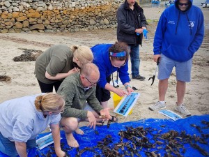 Bolton Area Divers - Identifying for shark eggs