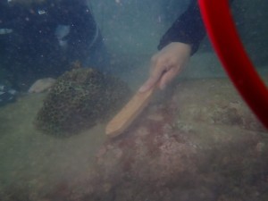 2024 Dive Against Debris™~ the 4th Hit & Coral Restoration 