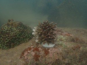 2024 Dive Against Debris™~ the 4th Hit & Coral Restoration 