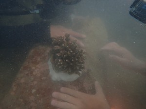 2024 Dive Against Debris™~ the 4th Hit & Coral Restoration 