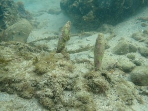 2024 Dive Against Debris™~ the 4th Hit & Coral Restoration 