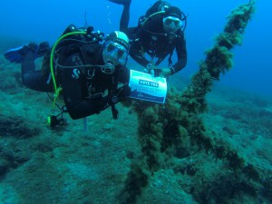 °Divers4SharksNRays Isola D'Elba