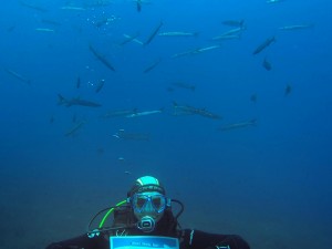 °Divers4SharksNRays Isola D'Elba