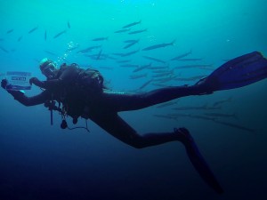 °Divers4SharksNRays Isola D'Elba