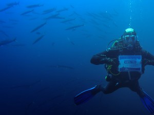 °Divers4SharksNRays Isola D'Elba