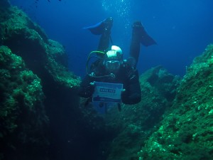 °Divers4SharksNRays Isola D'Elba