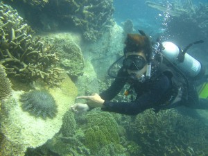 Crown of thorns starfish