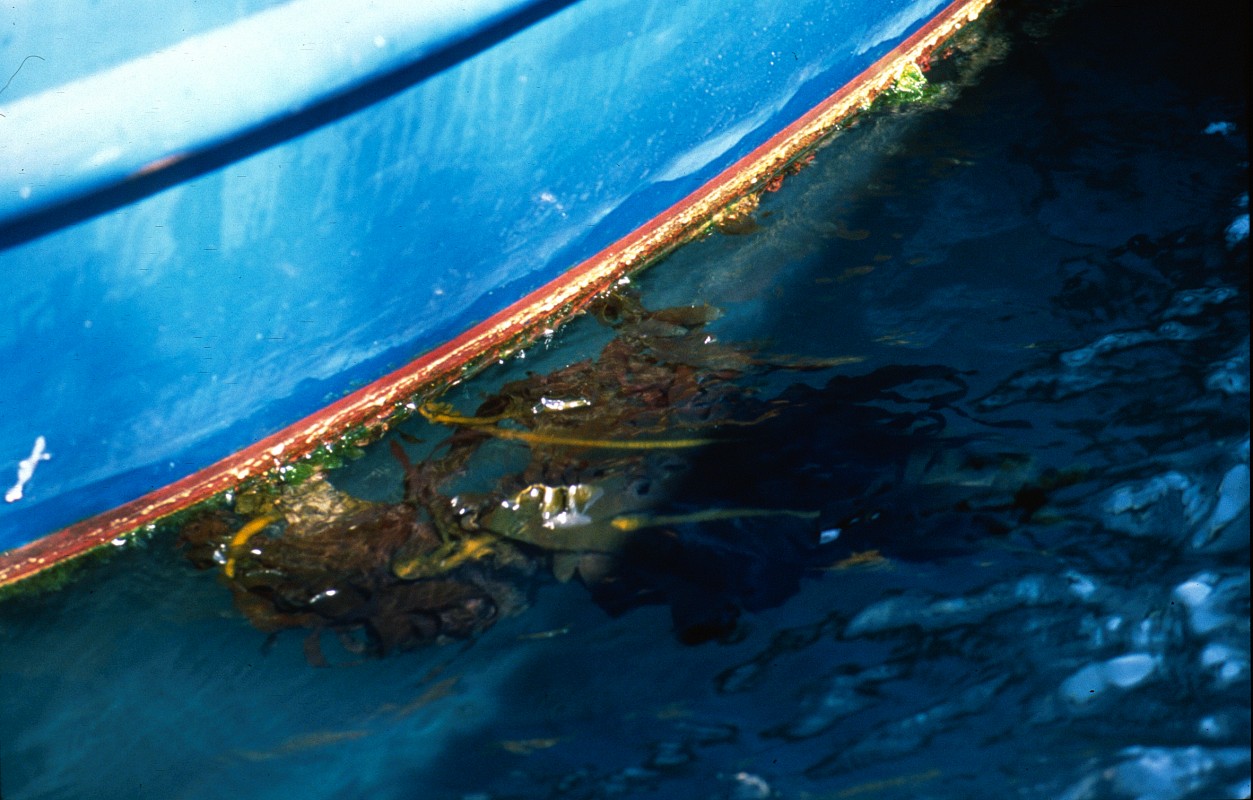 Image of Japanese Kelp CSIRO Science Image