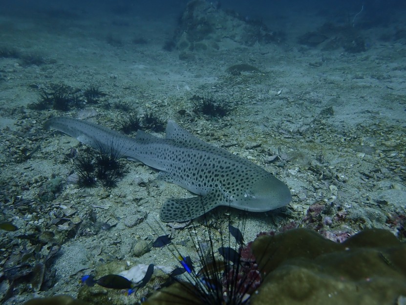 Leopard shark at shark point sanctuary