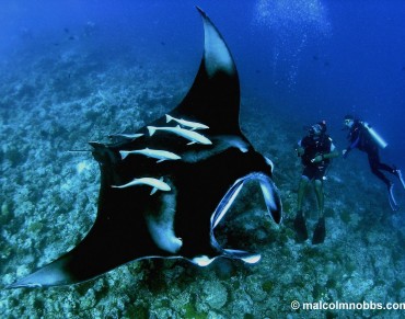 Magnificent Manta Rays Deserve a Big Shout Out