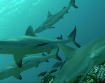 Alternative Livelihoods Needed for Fin Harvesters to Save Sharks