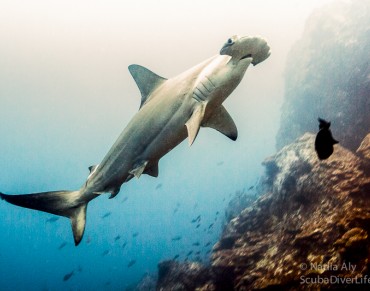 Debate Over Global Shark and Ray Trade Heats Up