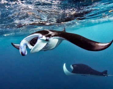 A Win for Giant Manta Rays