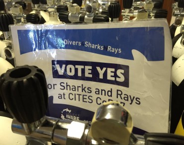 Getting Ready with #Divers4SharksNRays for CITES CoP17