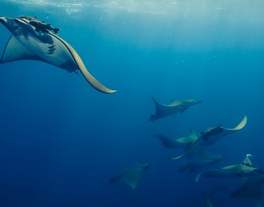 Sharks and Rays High on CITES #CoP17 Agenda