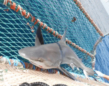 Sandbar Sharks Catch a Break in Turkey