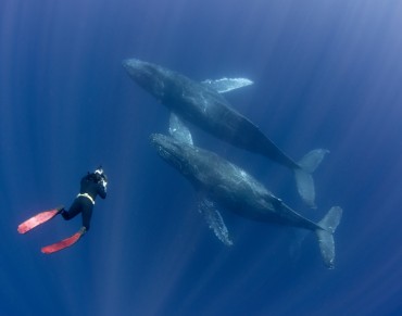 Dive Into the Ocean Film Festival's Belgium Edition