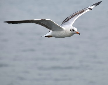 Why Do Seabirds Eat Plastic?