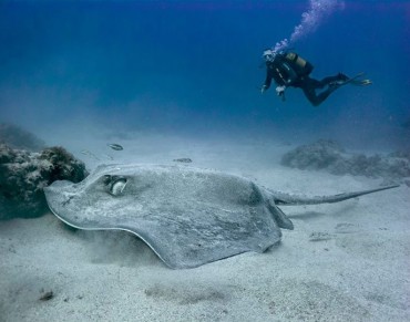 More than Half of the Sharks, Rays and Chimaeras Native to the Mediterranean Sea are at Risk of Extinction