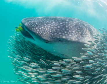 Teenage Male Whale Sharks Don’t Want to Leave Home