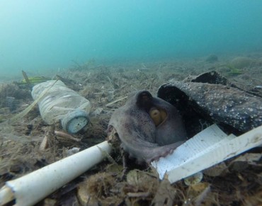 New UN report finds marine debris harming more than 800 species, costing countries millions